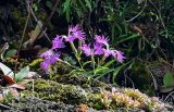 Dianthus superbus