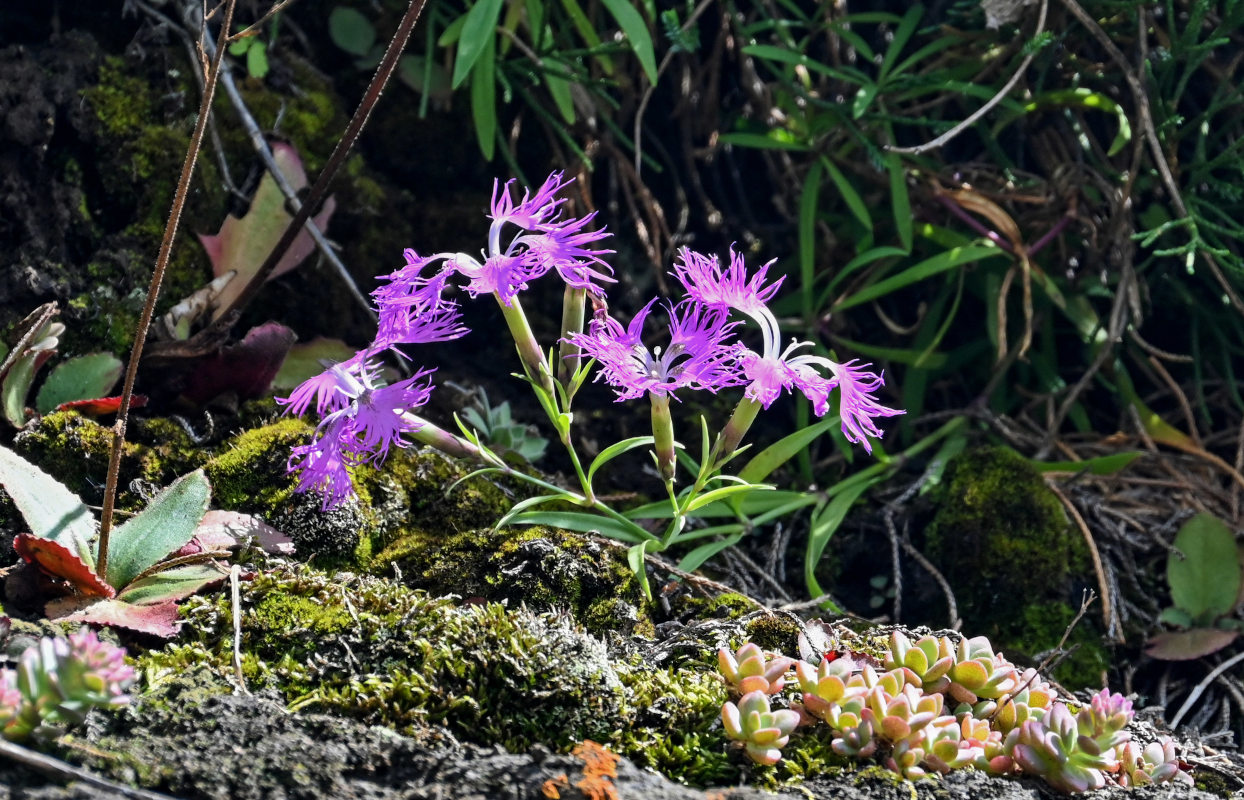 Изображение особи Dianthus superbus.