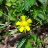 Duchesnea indica. Цветок. Краснодарский край, городской округ Сочи, Центральный р-н, Мамайский лесопарк, смешанный лес, у дороги. 07.04.2021.