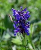 Nepeta strictifolia. Соцветие. Армения, обл. Гегаркуник, берег оз. Севан, гора Артаниш, ≈ 2400 м н.у.м., субальпийский луг. 23.06.2022.