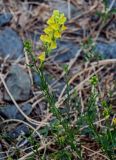 Linaria vulgaris