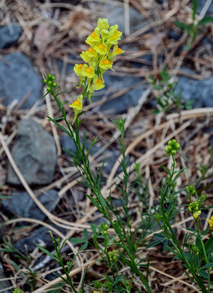 Изображение особи Linaria vulgaris.