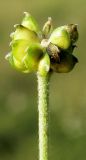 Ranunculus propinquus