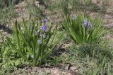 Hyacinthus orientalis. Цветущие растения. Крым, Севастополь, у дороги. 19.03.2024.