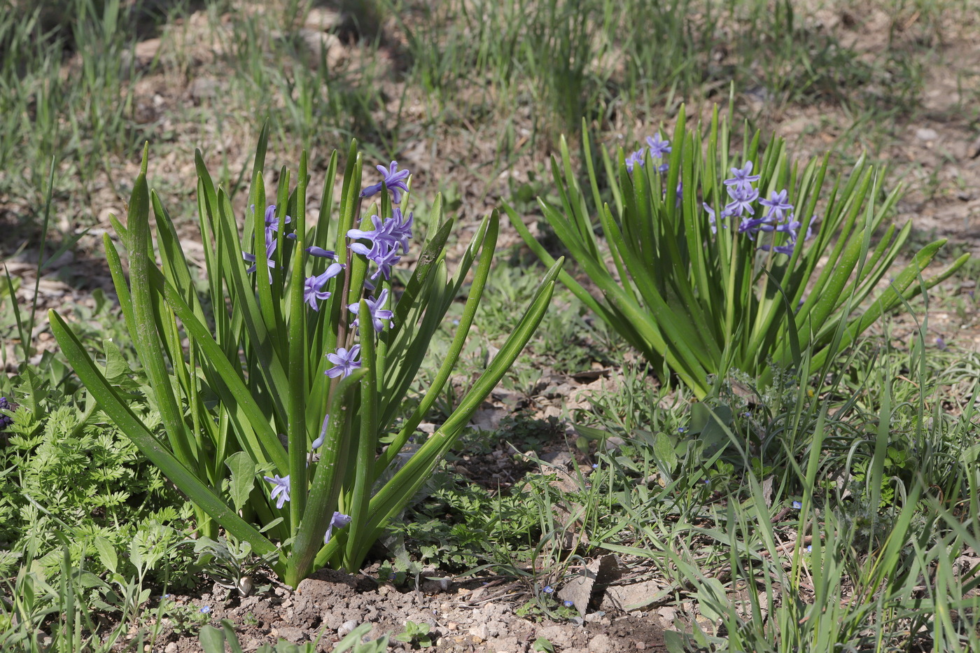 Изображение особи Hyacinthus orientalis.