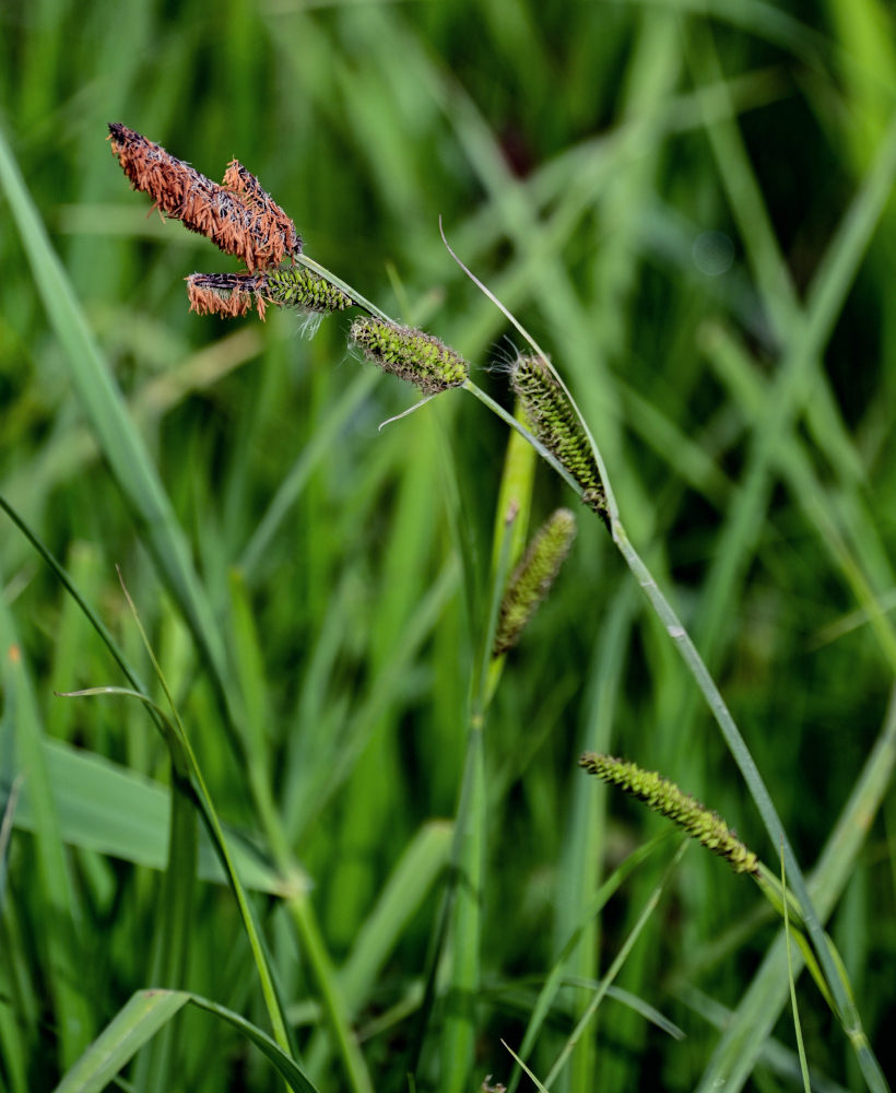 Image of genus Carex specimen.