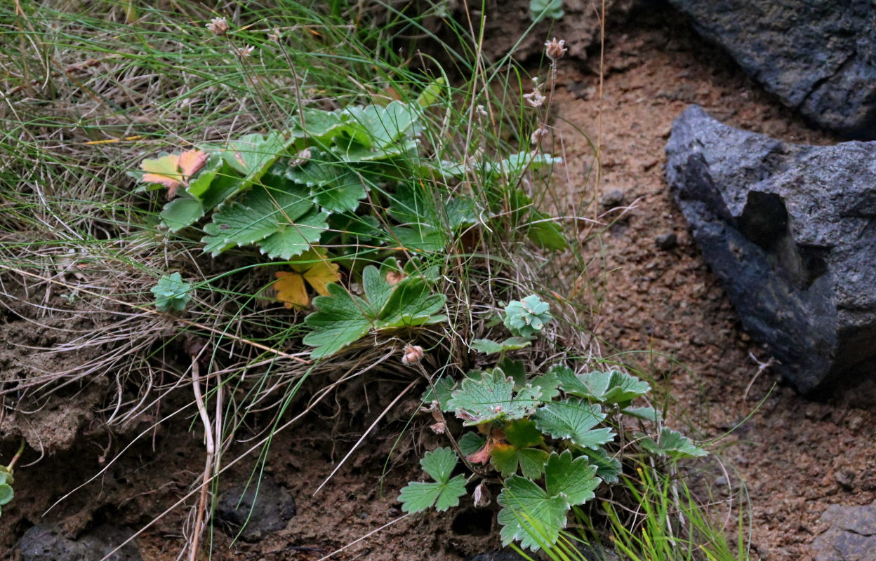 Image of Potentilla megalantha specimen.