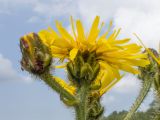 Crepis sibirica