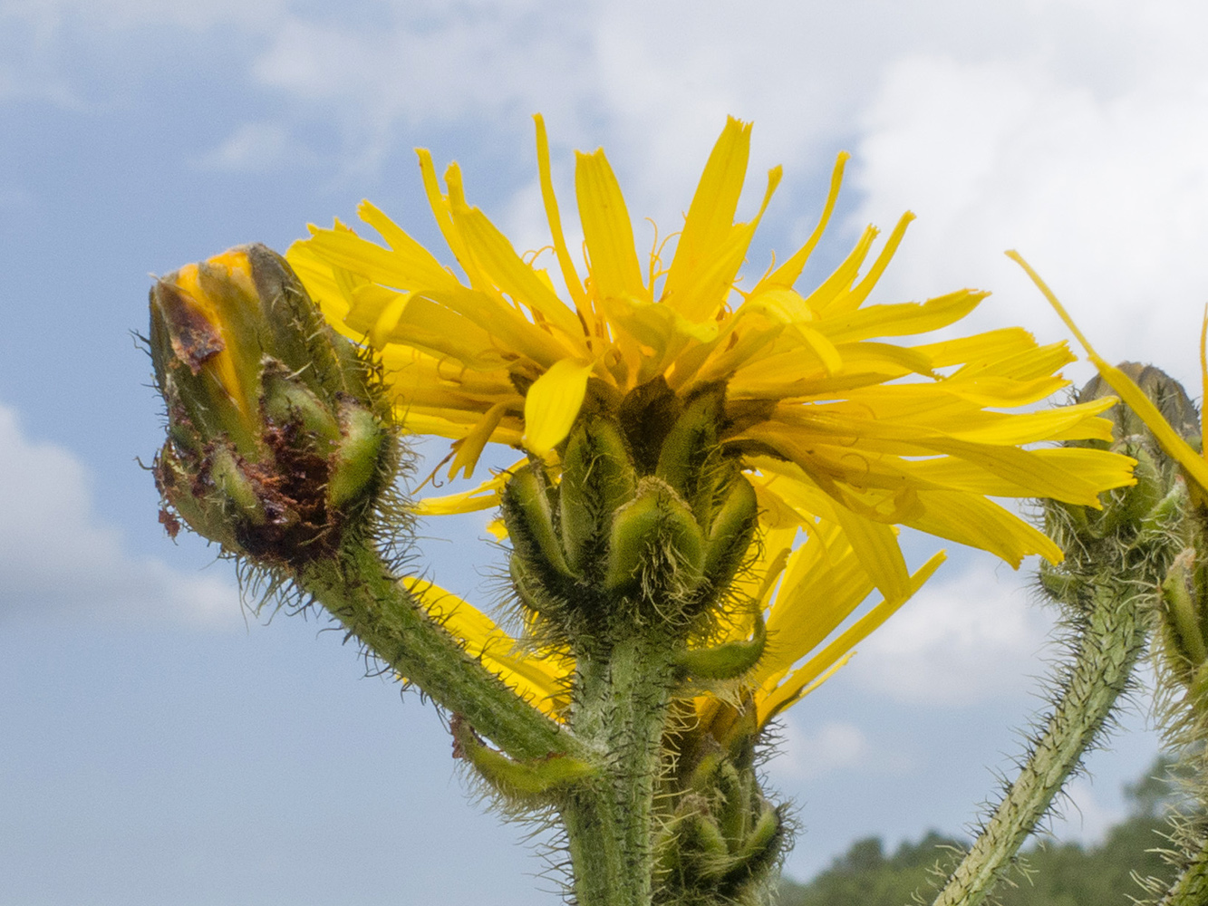 Изображение особи Crepis sibirica.