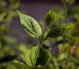 genus Philadelphus