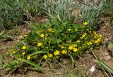 Potentilla humifusa