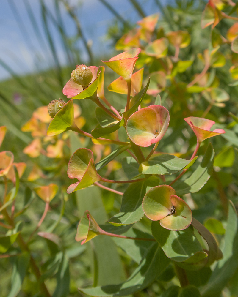 Изображение особи Euphorbia condylocarpa.