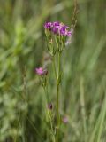 Centaurium erythraea ssp. turcicum
