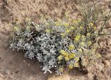 Odontarrhena obtusifolia