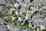 Capparis herbacea