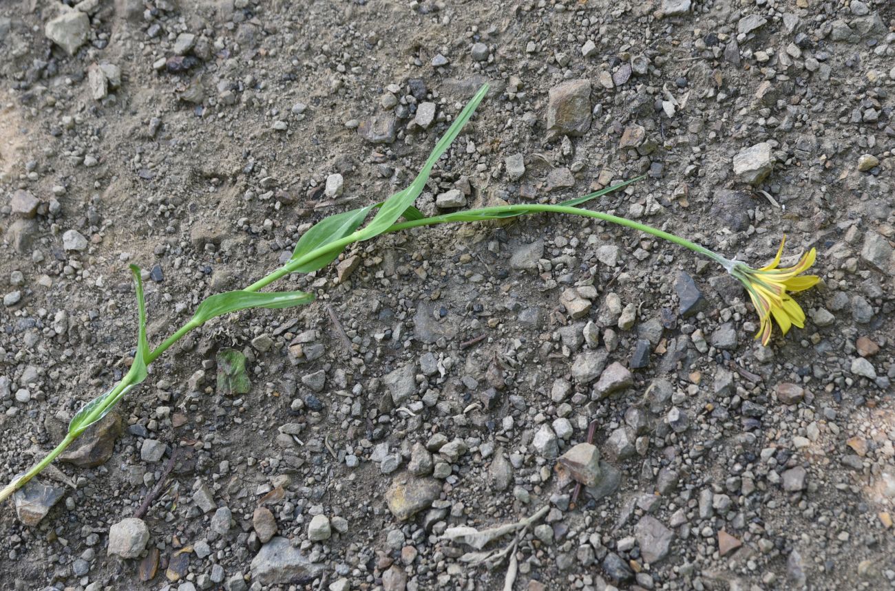 Image of Tragopogon reticulatus specimen.