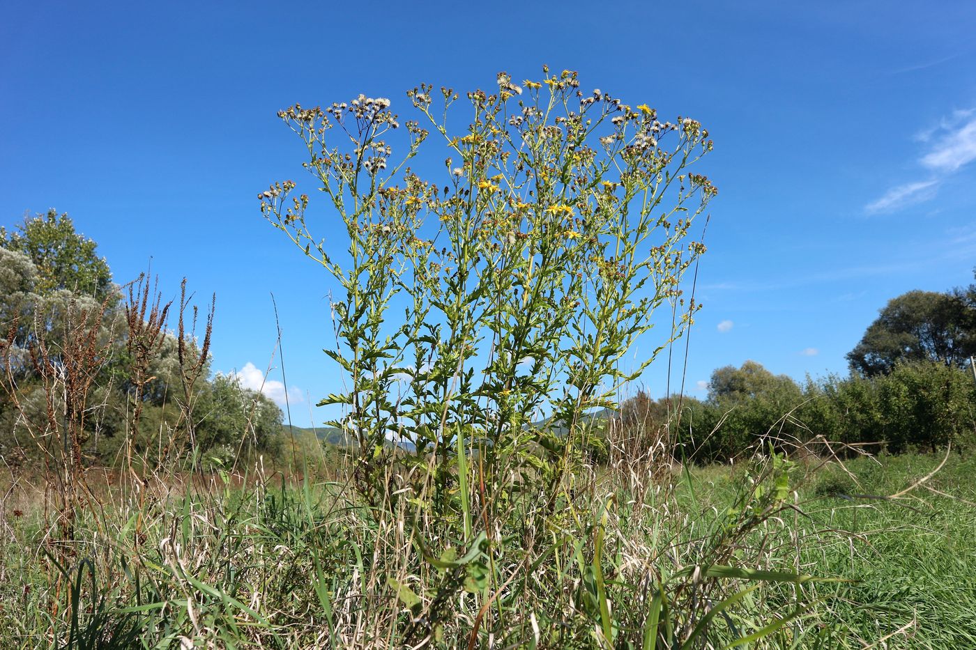 Изображение особи Senecio grandidentatus.