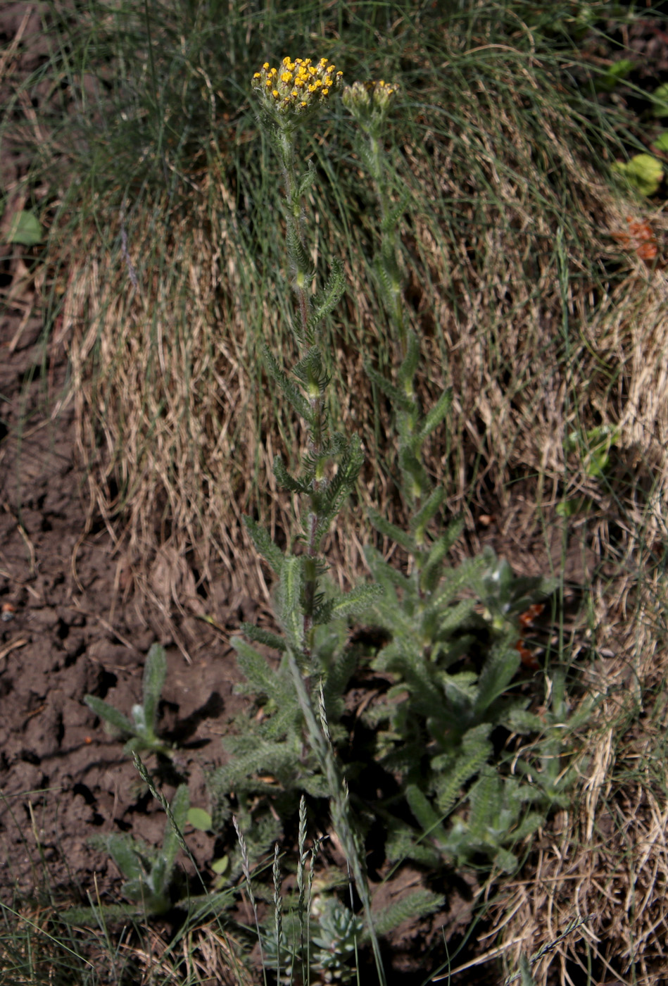 Image of Achillea tomentosa specimen.