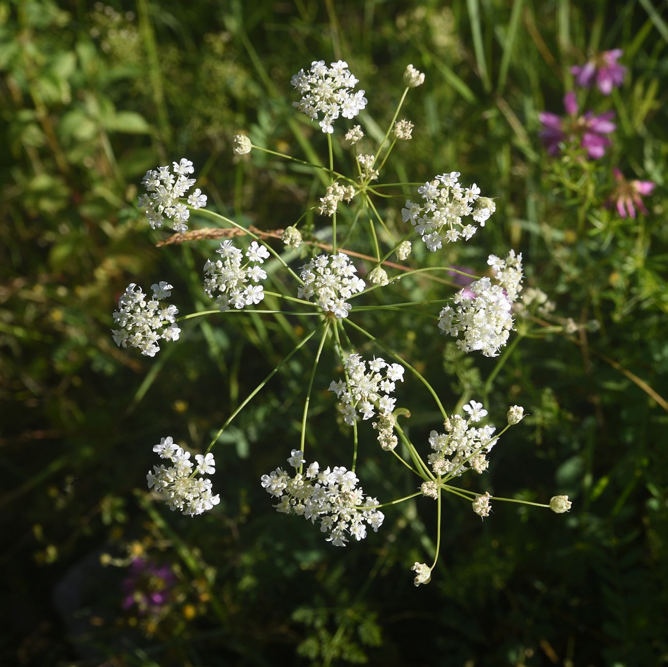 Изображение особи семейство Apiaceae.
