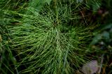 Equisetum sylvaticum