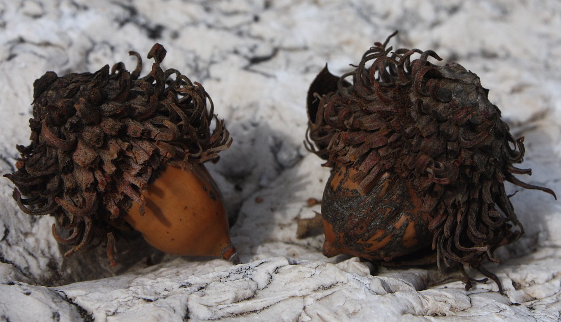 Изображение особи Quercus ithaburensis.