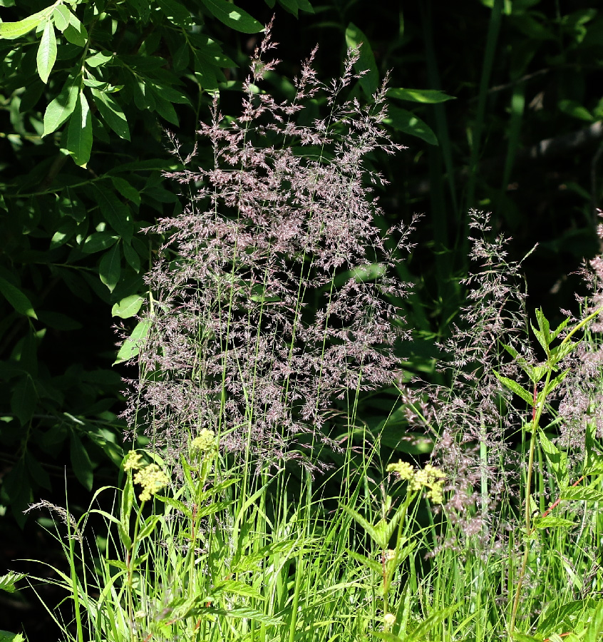 Изображение особи род Calamagrostis.