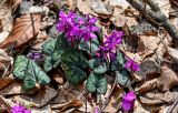 Cyclamen coum