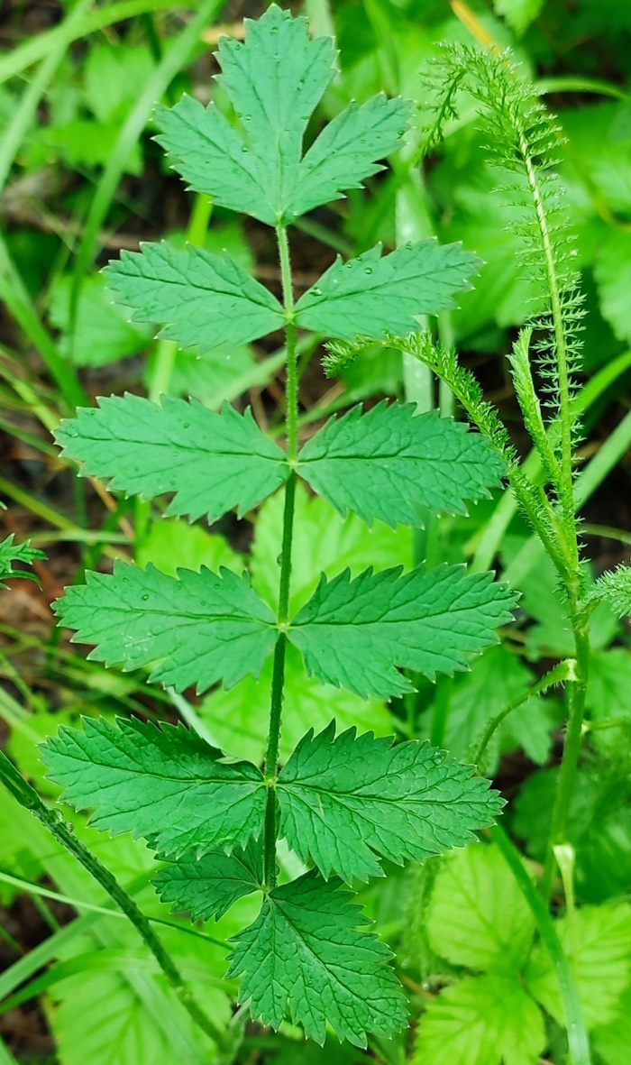 Изображение особи Pimpinella saxifraga.