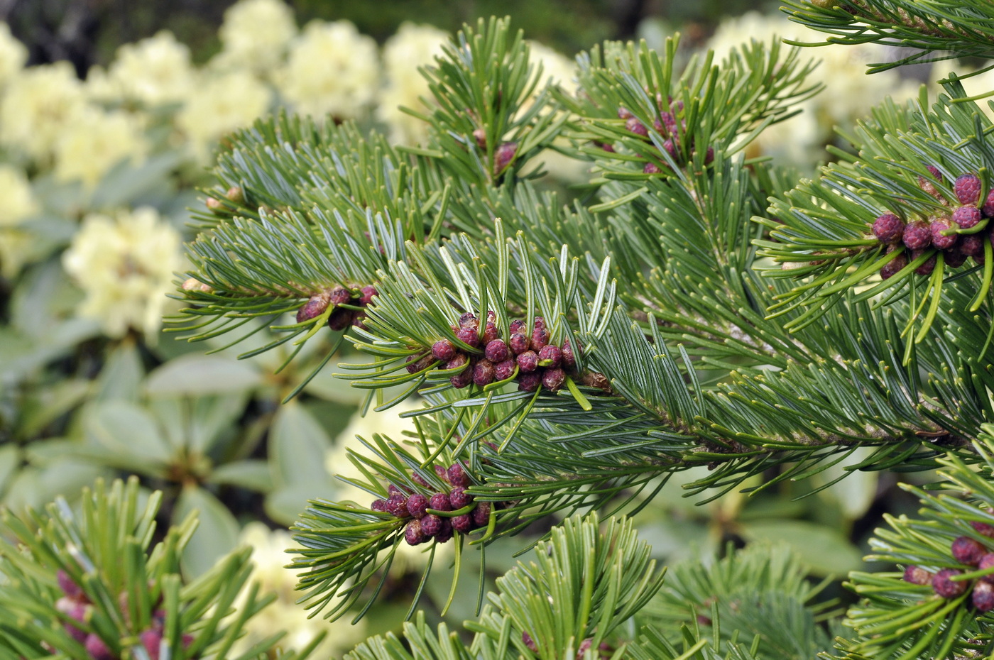 Image of Abies nephrolepis specimen.