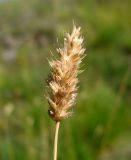 Sesleria heufleriana