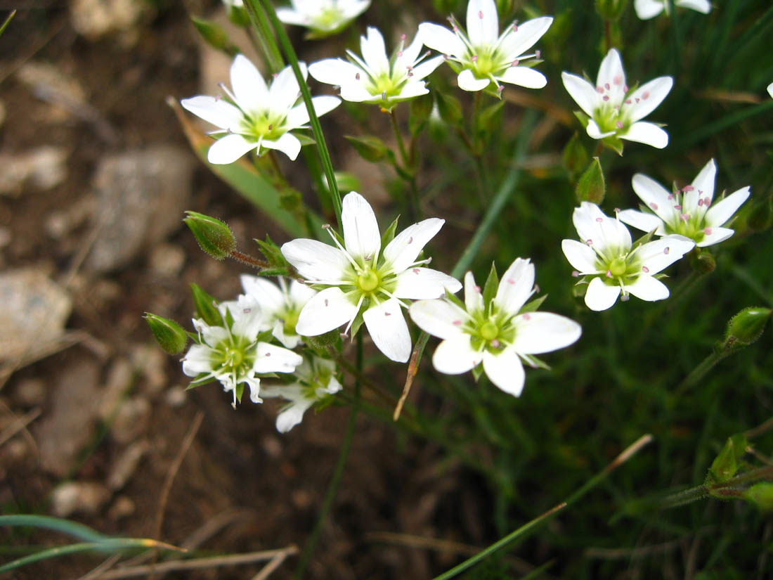 Image of Minuartia oreina specimen.