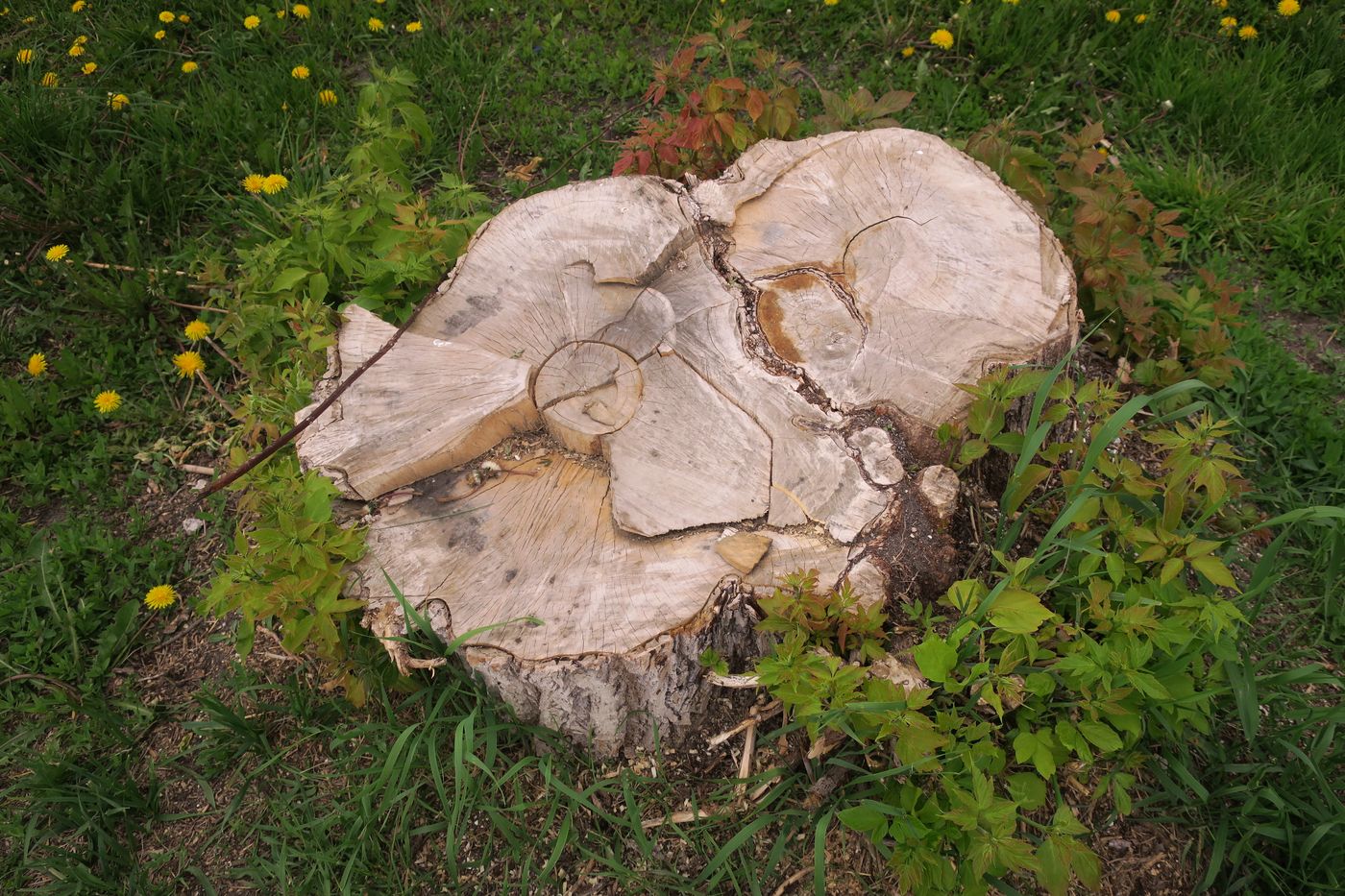 Image of Acer negundo specimen.