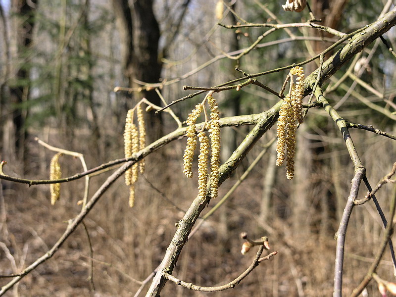 Изображение особи Corylus avellana.