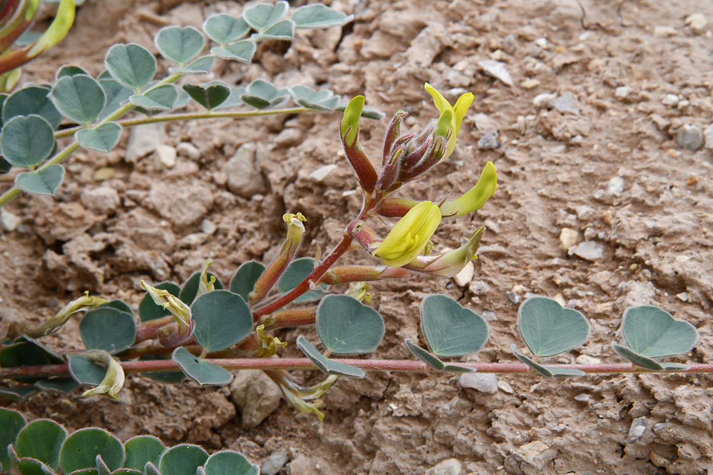 Image of genus Astragalus specimen.