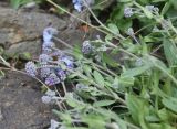 genus Myosotis