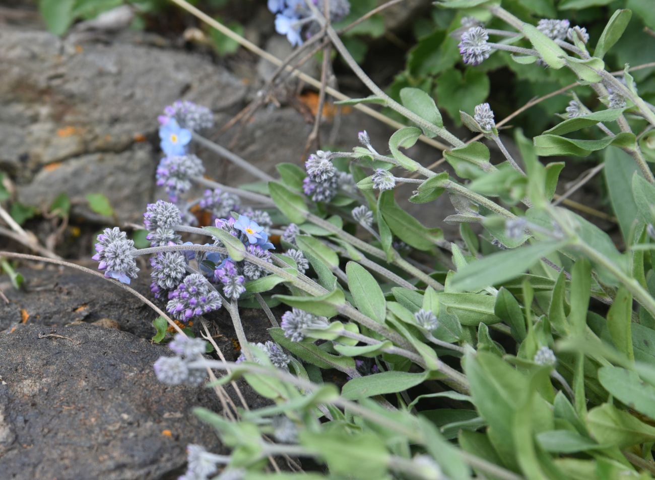 Image of genus Myosotis specimen.