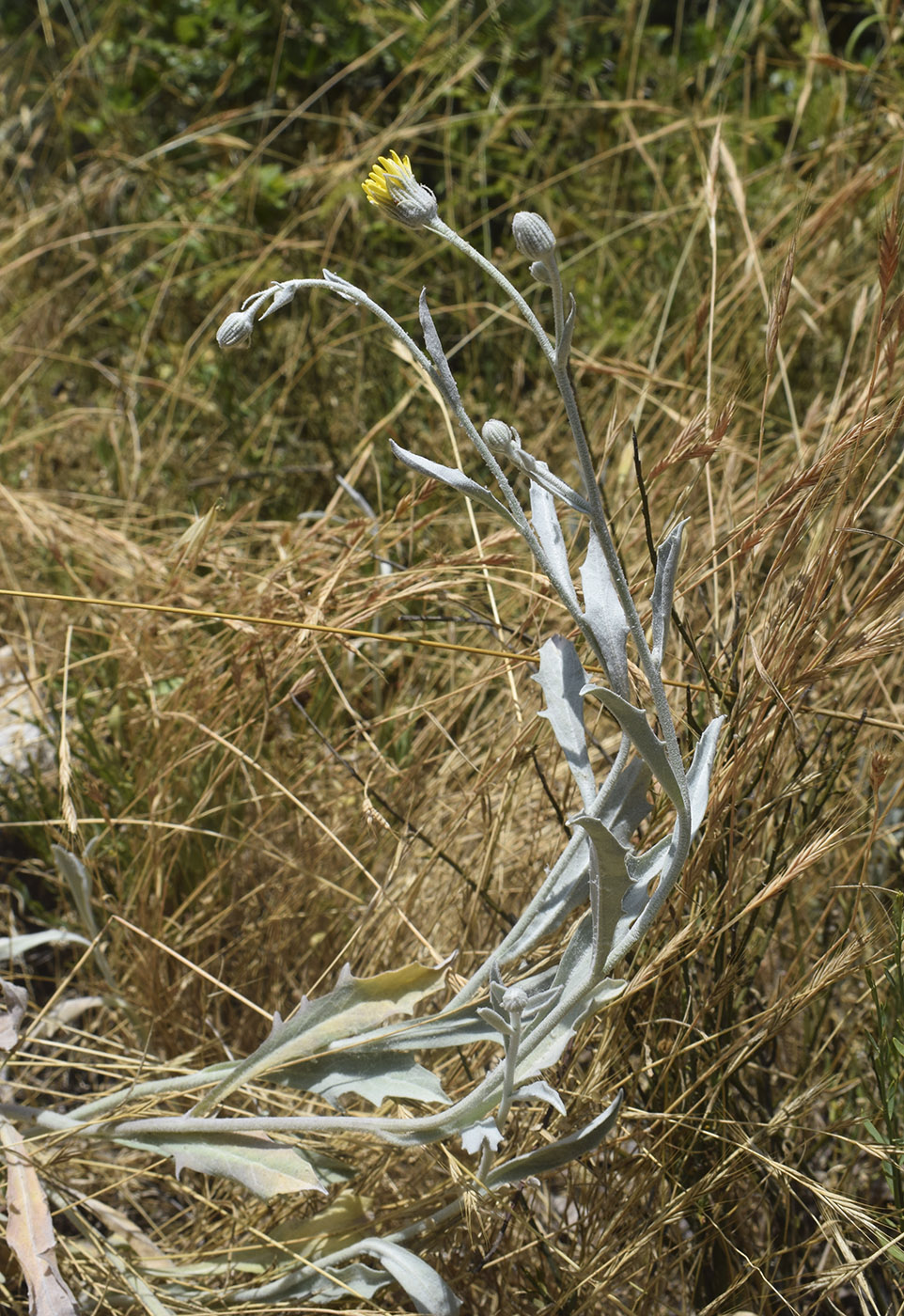 Image of Andryala ragusina specimen.