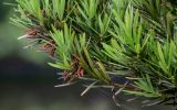 Podocarpus macrophyllus. Верхушка ветви с завядающими микростробилами. Китай, пров. Аньхой, дер. Хунцунь, в культуре. 28.05.2025.