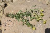 Senecio vernalis