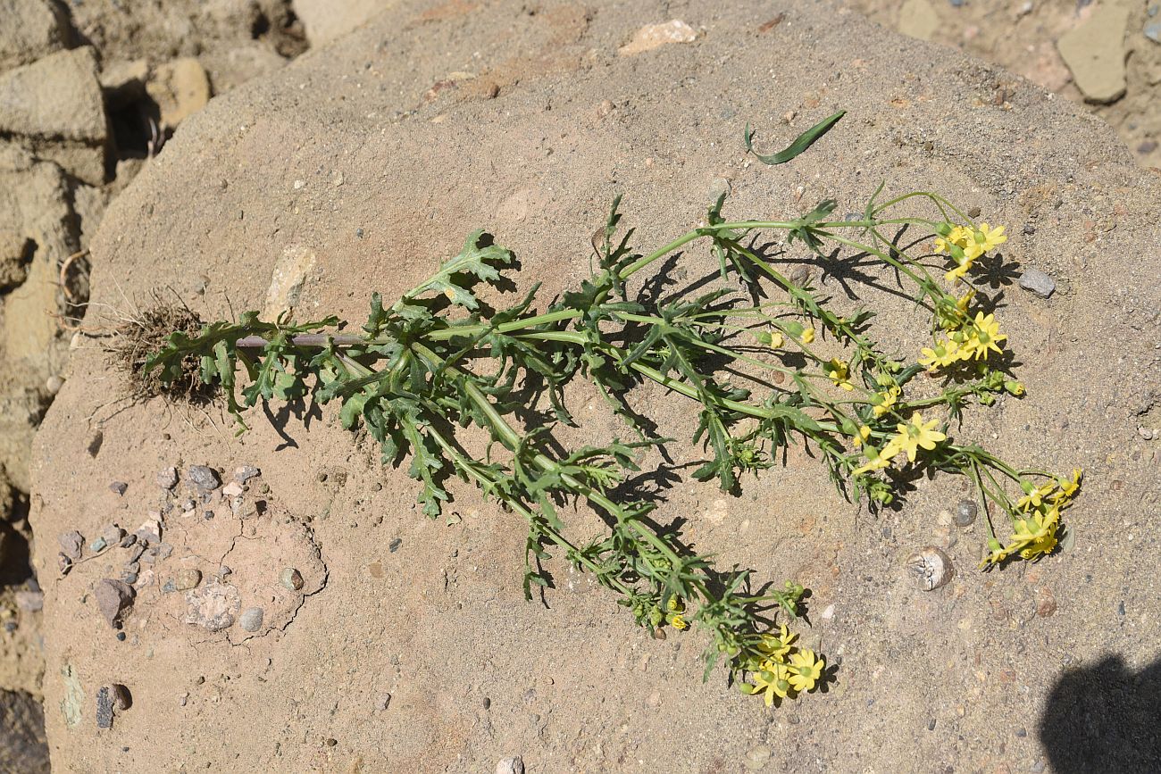 Image of Senecio vernalis specimen.