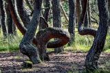 Pinus sylvestris. Искривлённые нижние части стволов взрослых деревьев. Калининградская обл., Зеленоградский р-н, Куршская коса, Танцующий лес, сосняк. 30.06.2025.