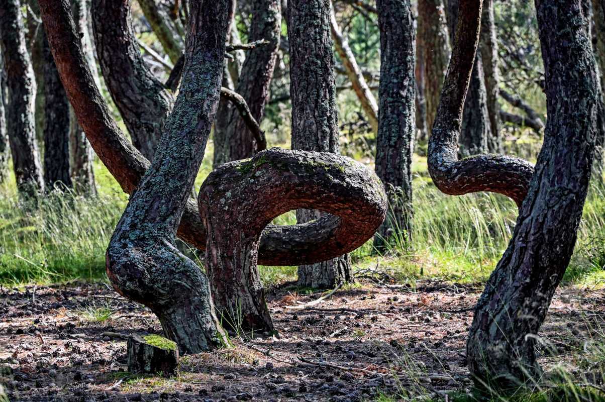 Изображение особи Pinus sylvestris.