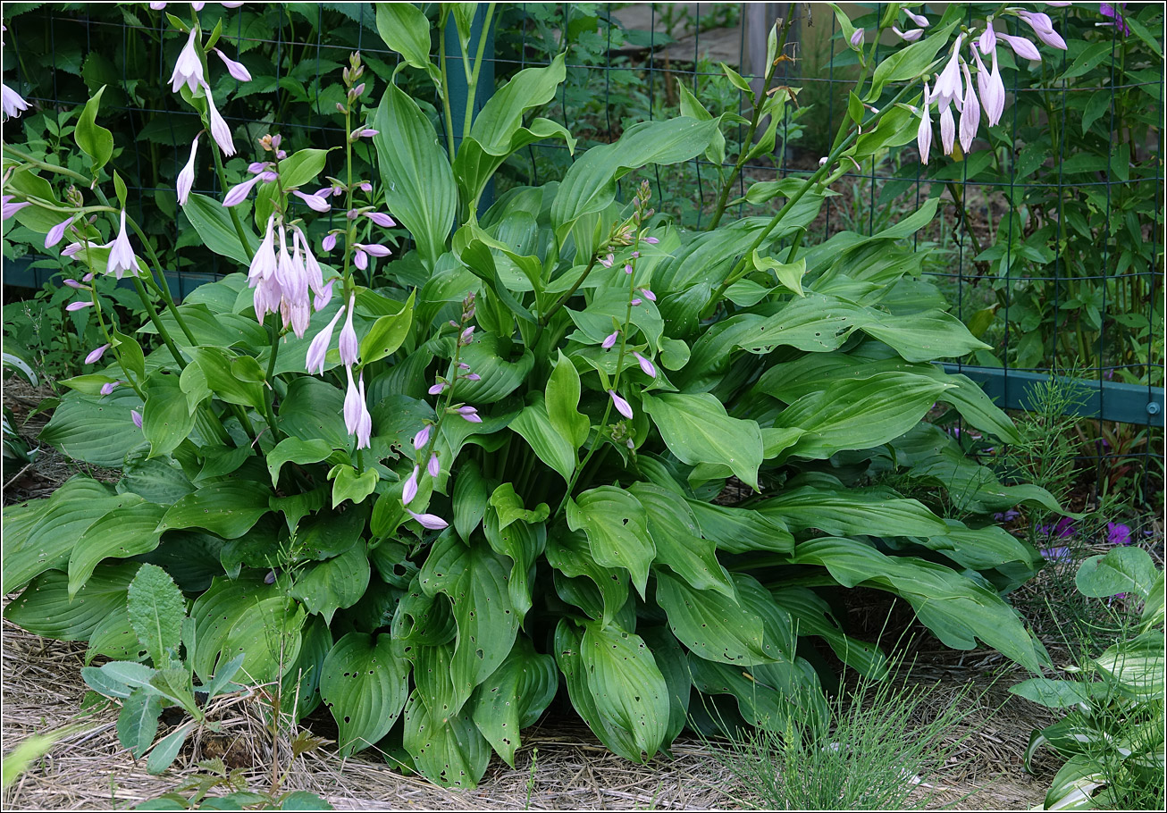Изображение особи род Hosta.