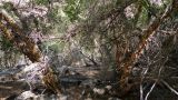 Betula pamirica. Нижние части стволов взрослых деревьев с многочисленными сухими ветвями. Таджикистан, Горно-Бадахшанская автономная обл., Рушанский р-н, хр. Сарезский, восточная часть Сарезского оз., р. Берёзовая, тугай. 6 июля 2025 г.