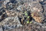 Psammophiliella floribunda. Цветущее растение, скрывшееся под прибывающей водой озера. Таджикистан, Горно-Бадахшанская автономная обл., Рушанский р-н, хр. Музкол, Сарезское оз., Усойский завал, ≈ 3255 м н.у.м., скопление мелкозёма среди крупноглыбового обломочного материала. 1 июля 2025 г.