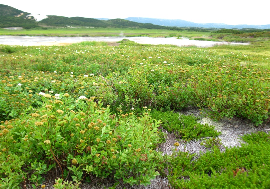 Image of Spiraea beauverdiana specimen.