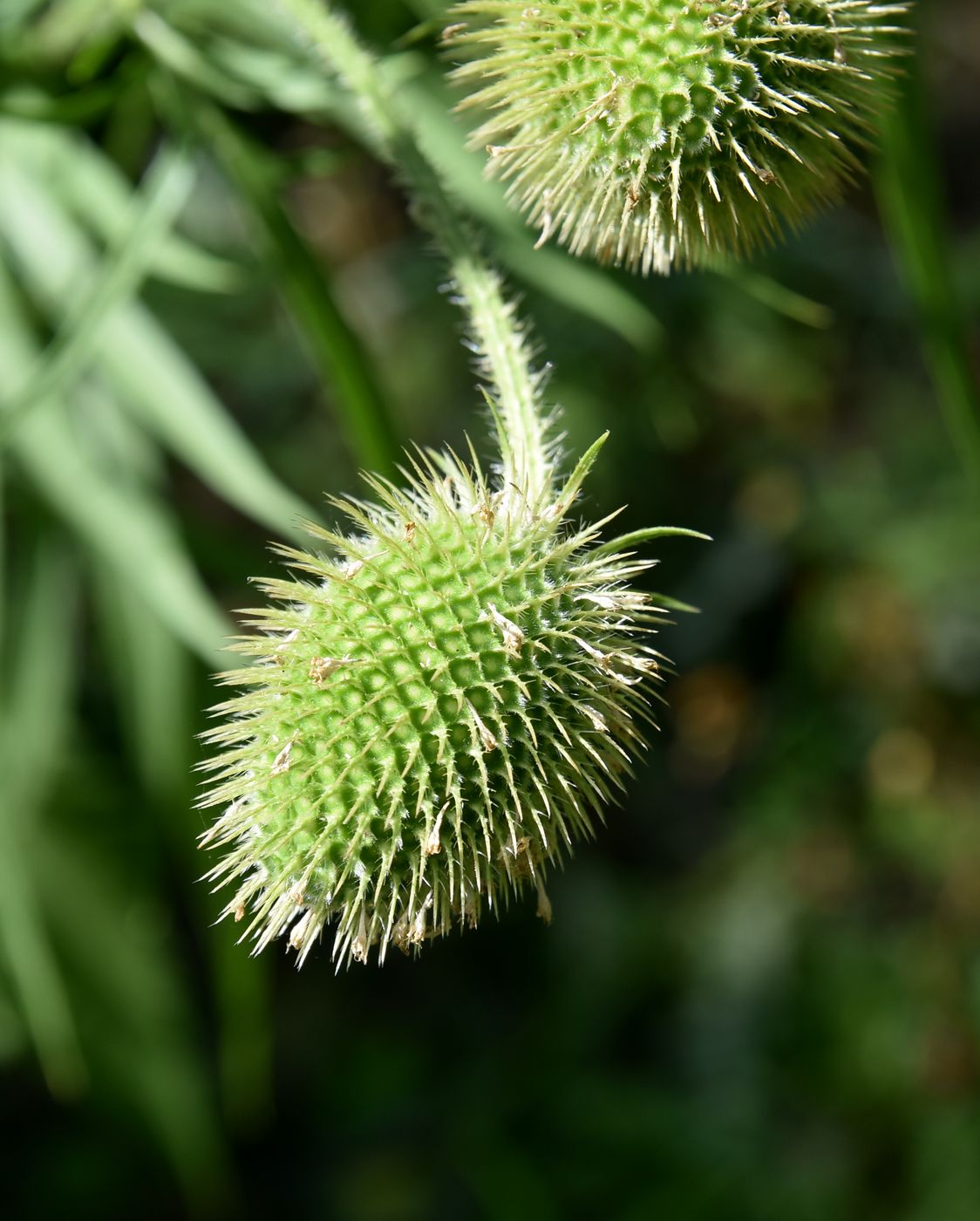 Image of Dipsacus gmelinii specimen.