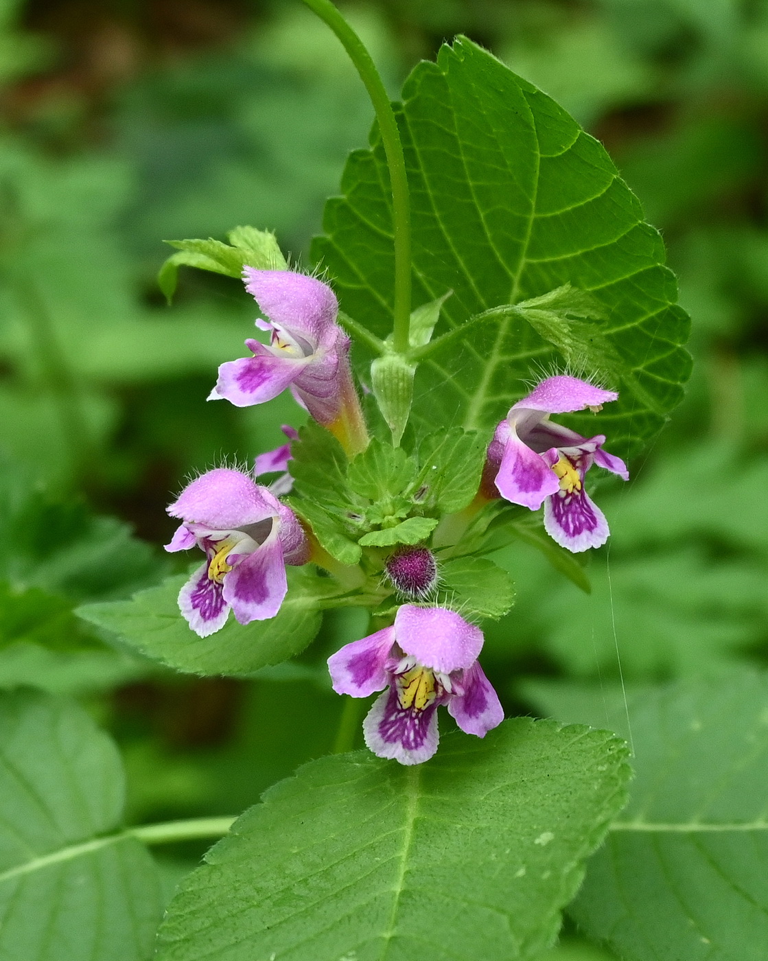 Image of genus Galeopsis specimen.