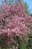 Malus niedzwetzkyana. Цветущее растение. ЛНР, Луганск, аграрный университет, у площадки по минифутболу. 22.04.2025.