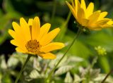 Heliopsis helianthoides. Соцветия. Пермь, Ленинский р-н, набережная Камы, в озеленении. 1 сентября 2024 г.